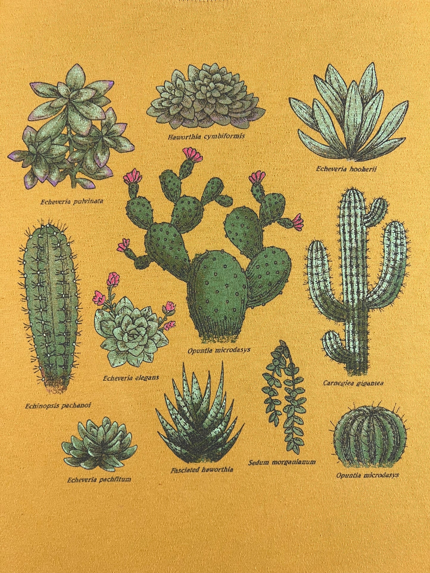 Cactus Classification